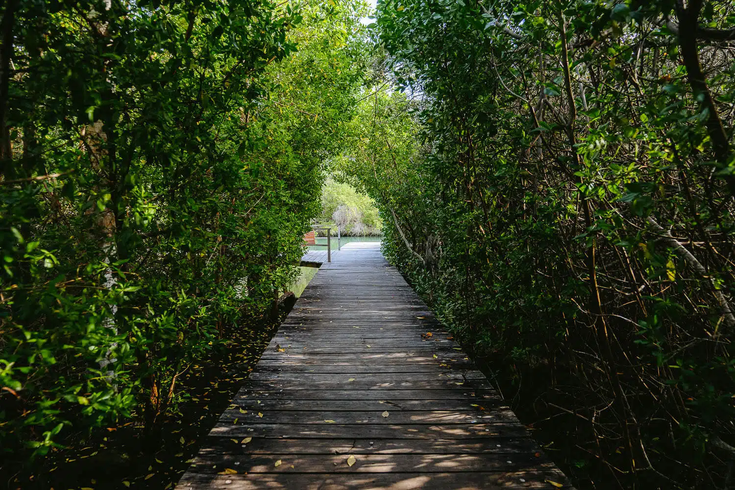 Wooden path to the lagoon