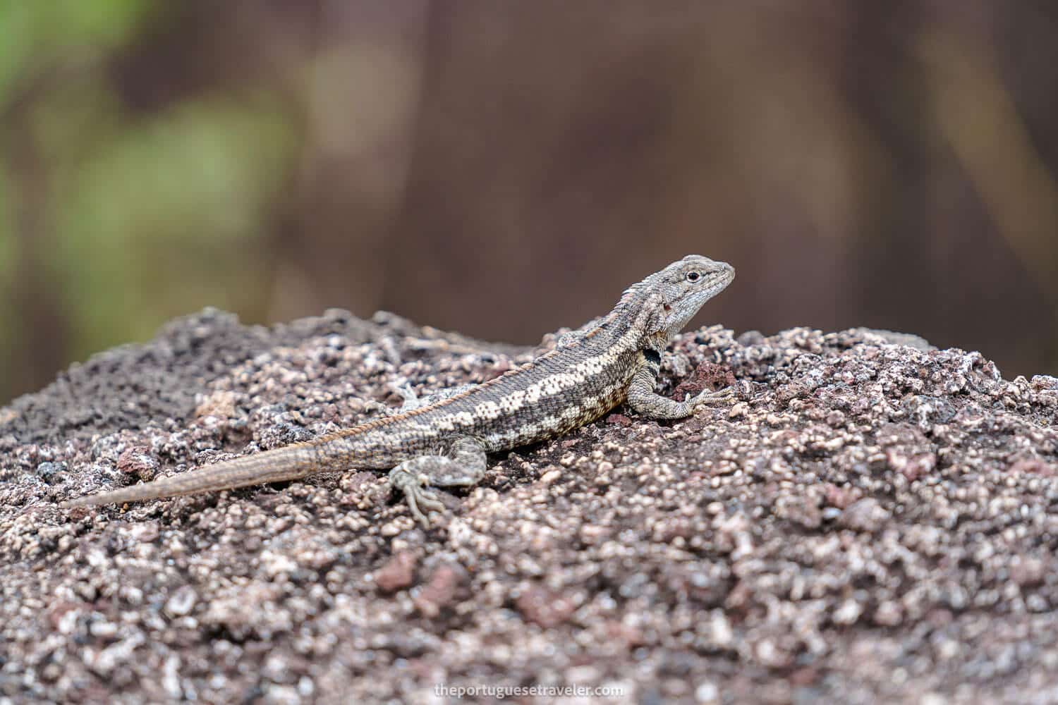 Lava lizard at the interpretation centre of San Cristobal Island