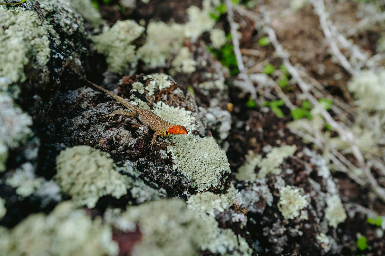 A lava lizard