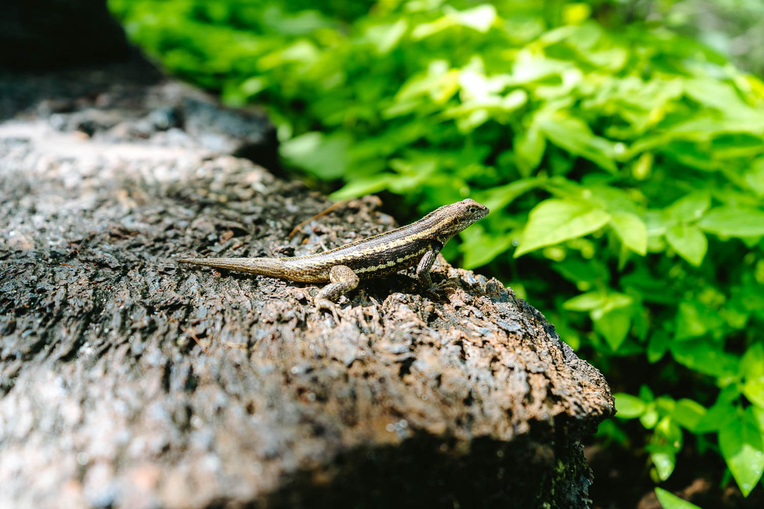 A lava lizard on the steps to Cerro Tijeretas