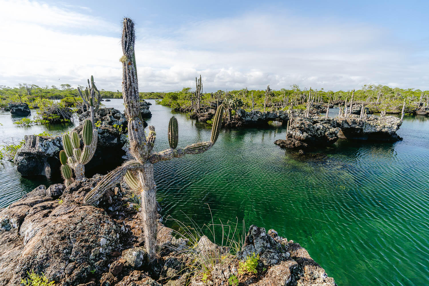 Los Tuneles Tour in Isabela, Galapagos: Full-Day Tour