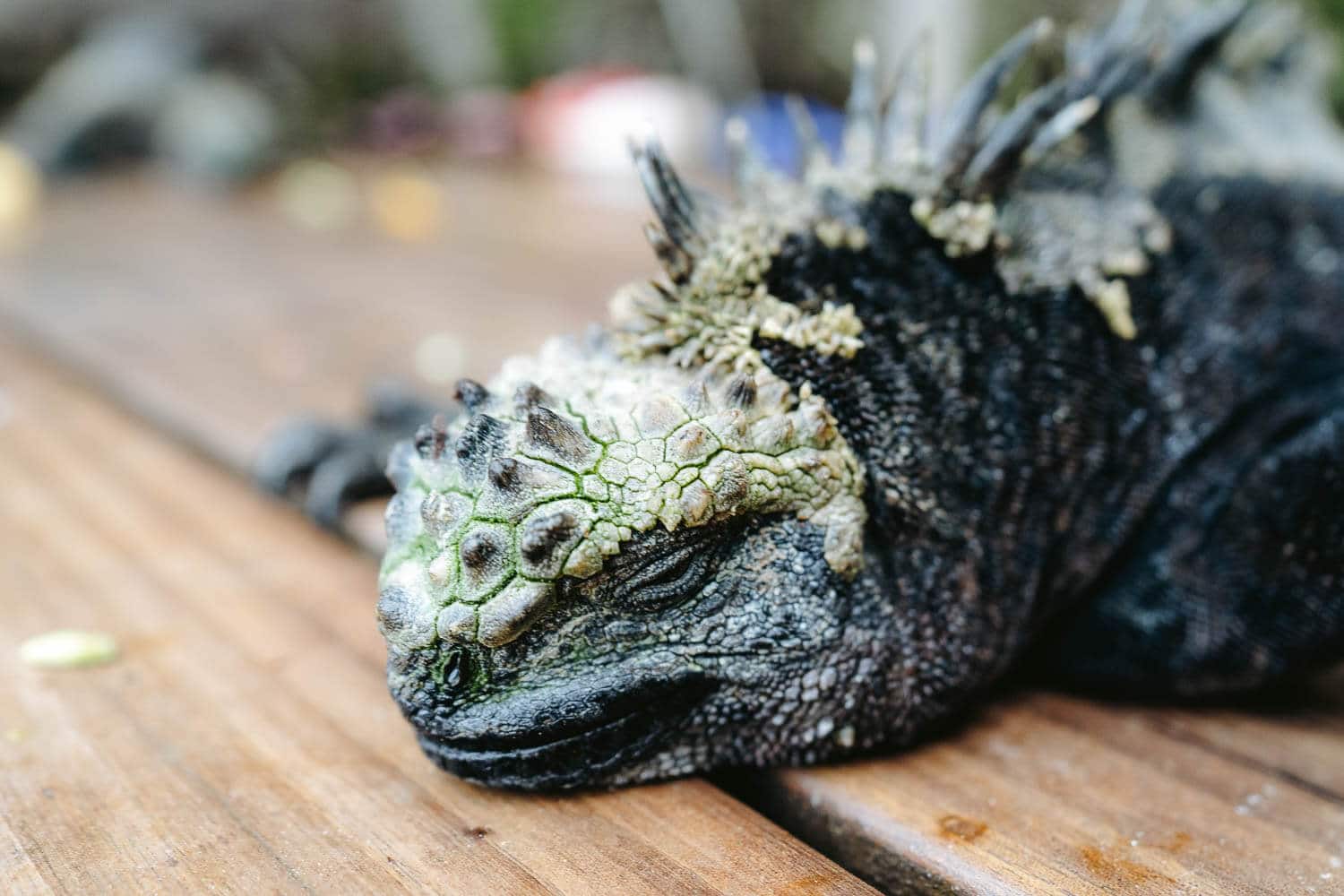 A marine iguana at the wooden deck of Concha Perla lagoon - Best Sim Card for Galaapgos