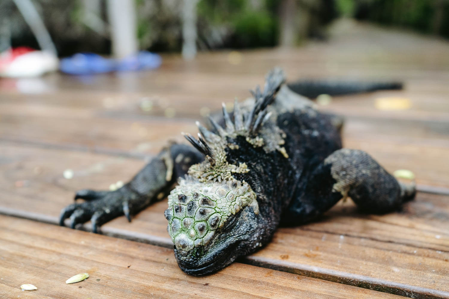 A marine iguana at the wooden deck of Concha Perla lagoon