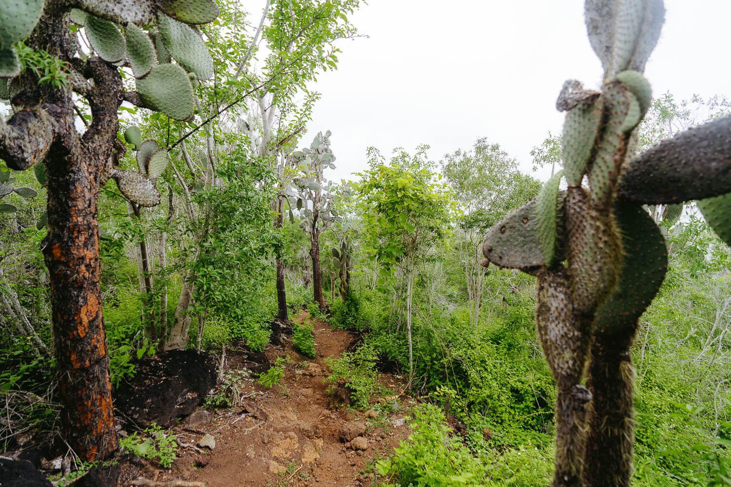 The path to El Radar viewpoint