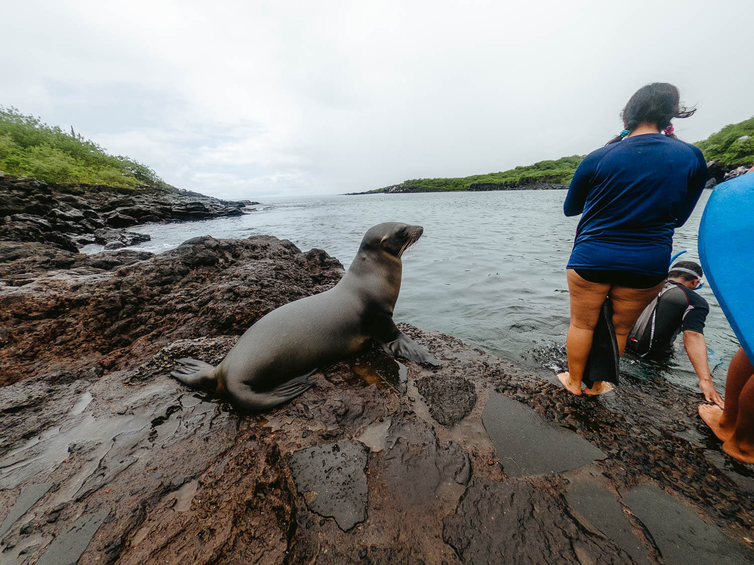 A sea lion and the locals at Muelle Tijeretas