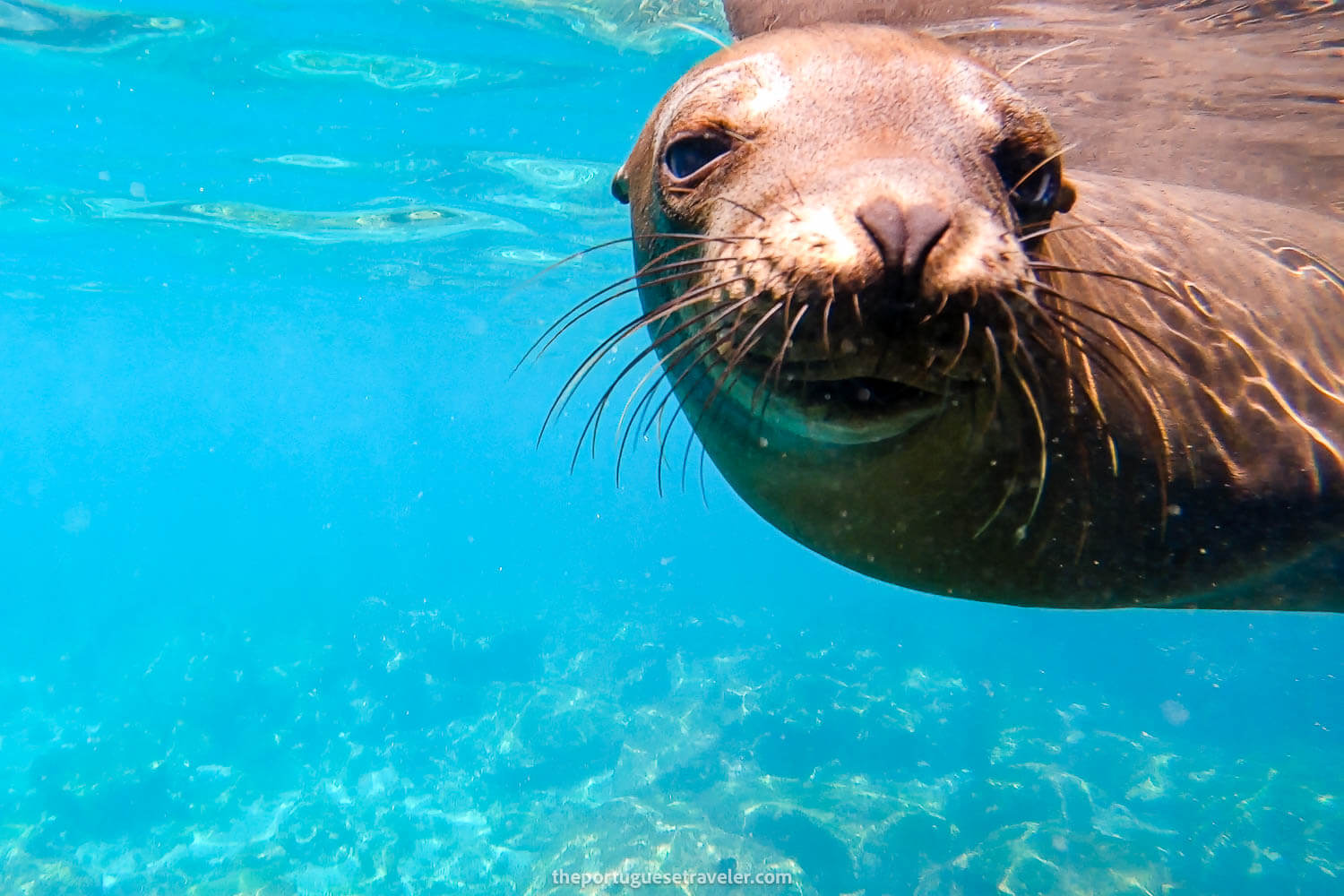 A curious sea lion in Tijeretas