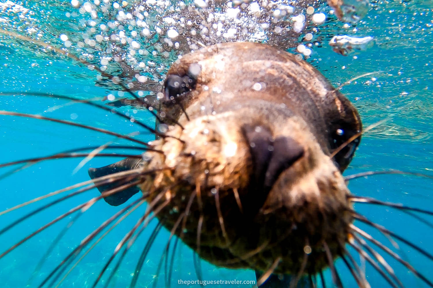 A sea lion selfie