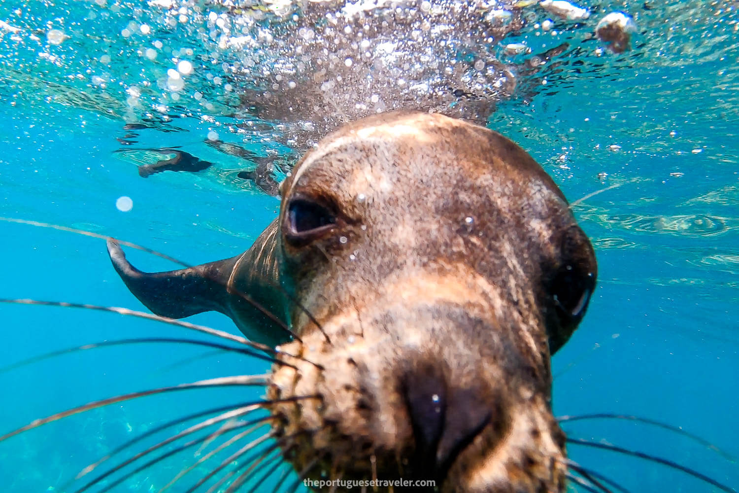 A sea lion photoshoot