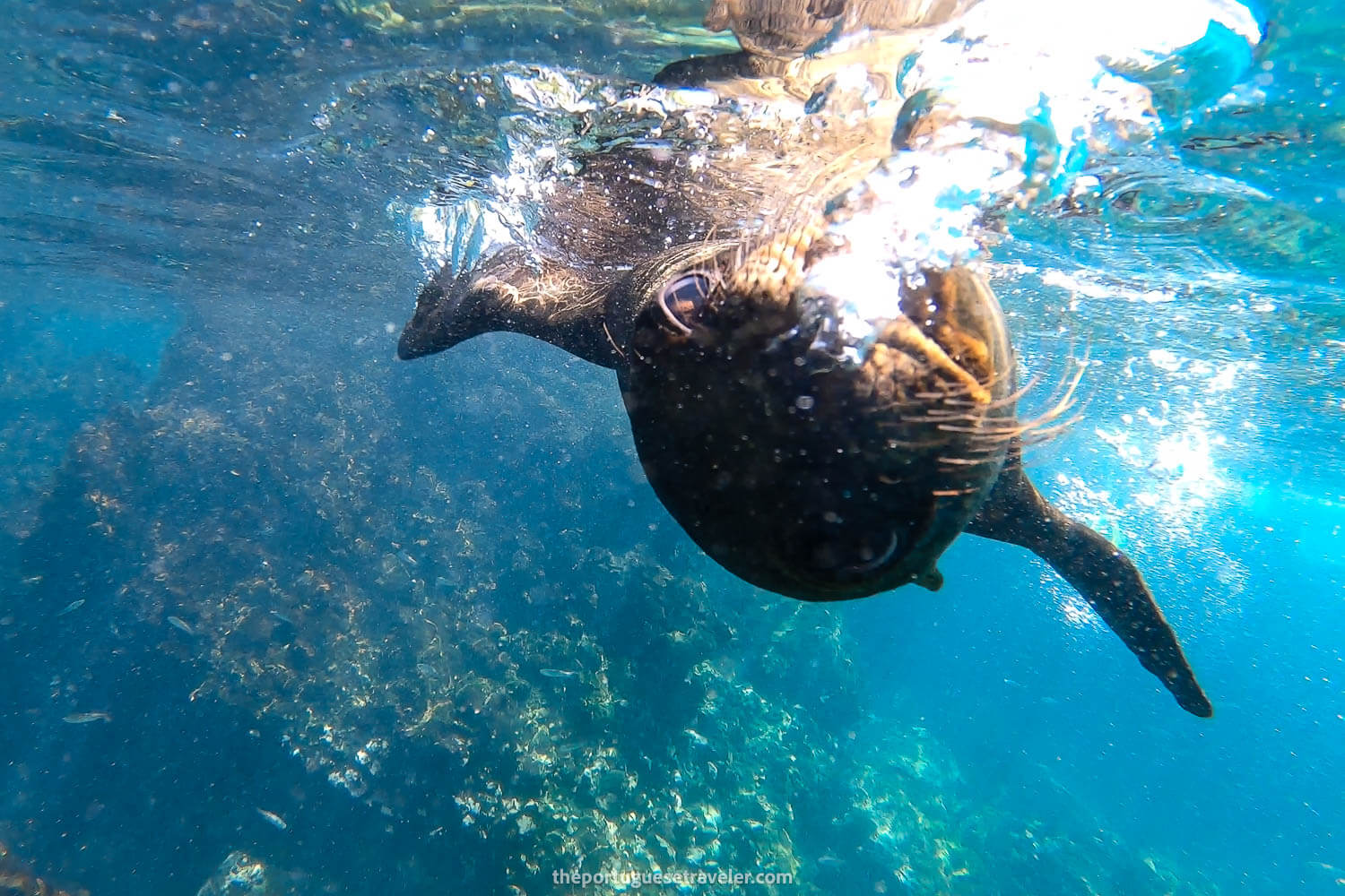 Sea lions bubbling around