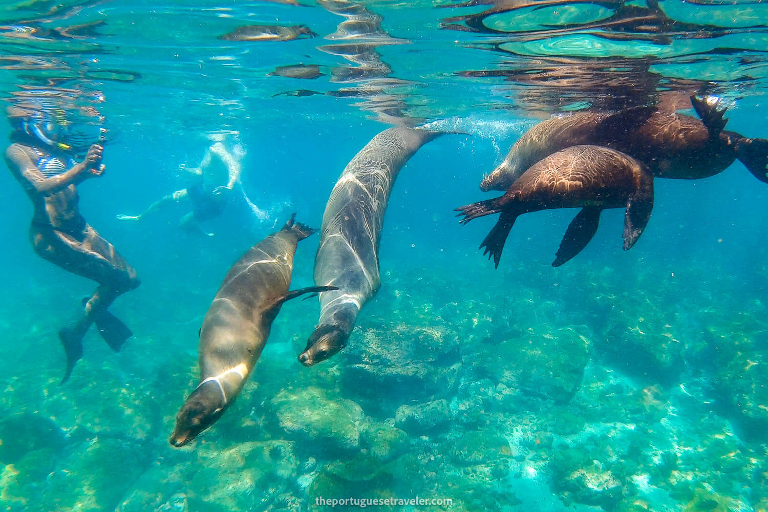 Many sea lions at Muelle Tijeretas