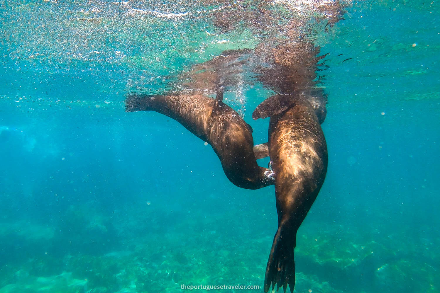 A sea lion feeding