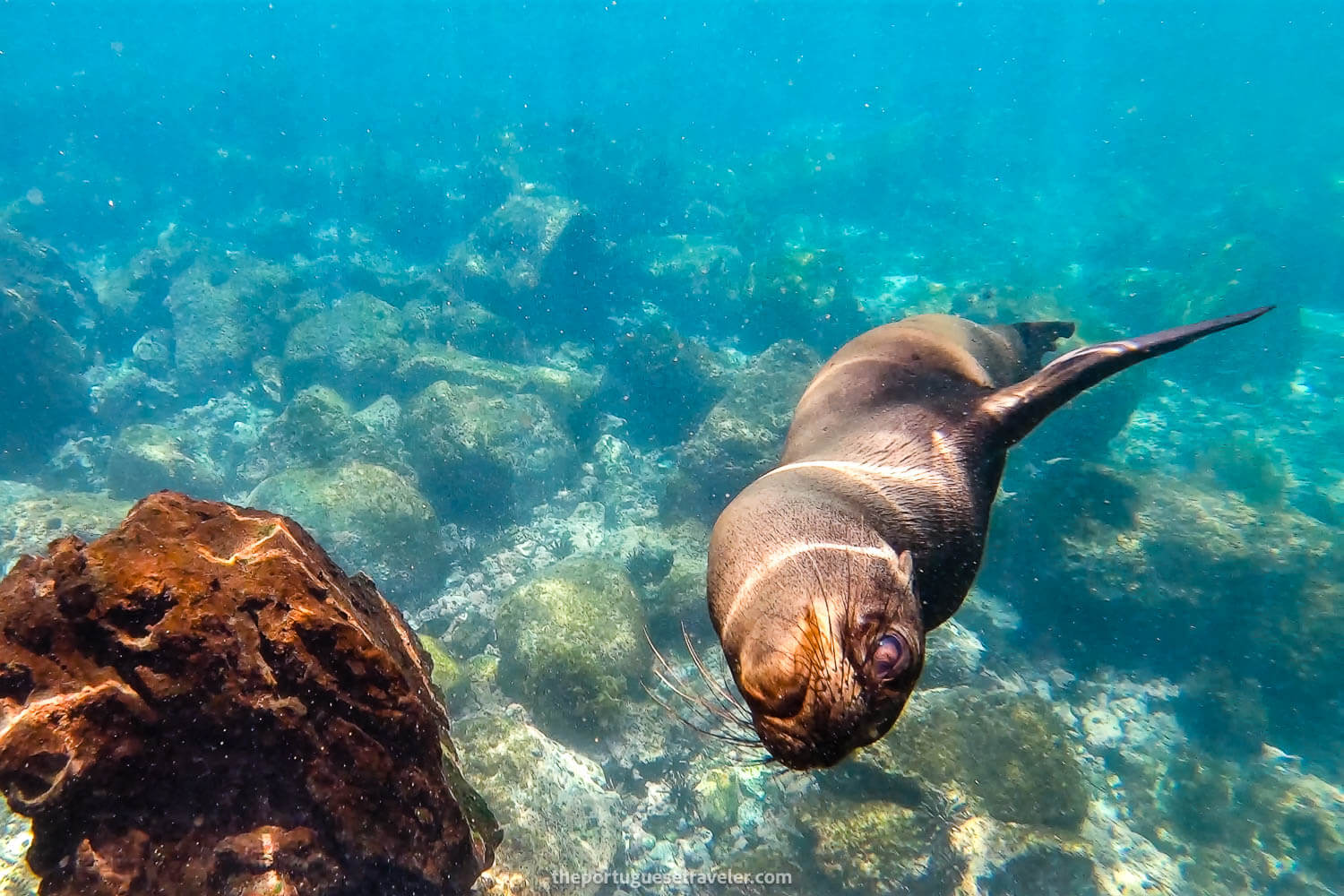 Playful sea lions at Muelle Tijeretas