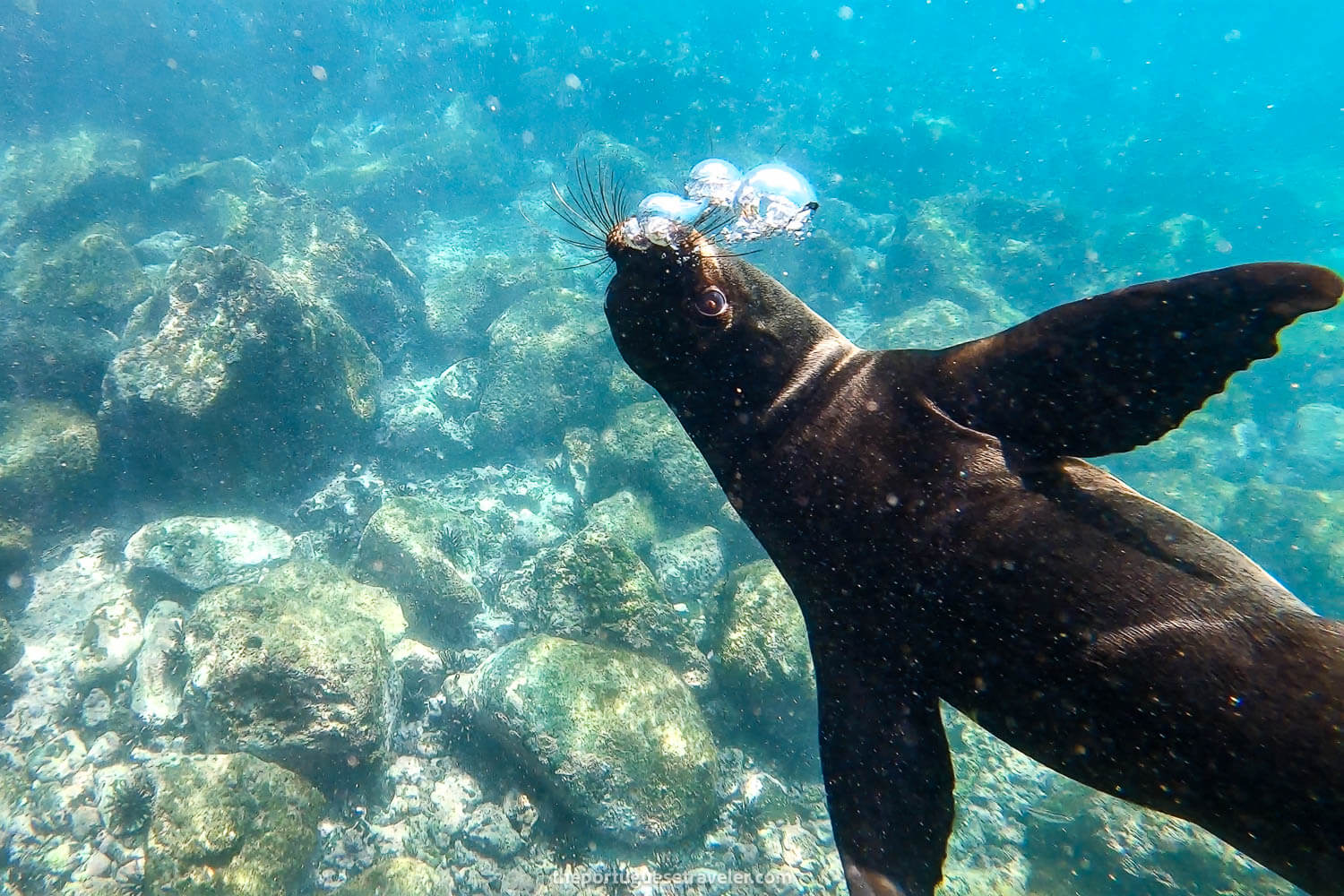 A thousand sea lions