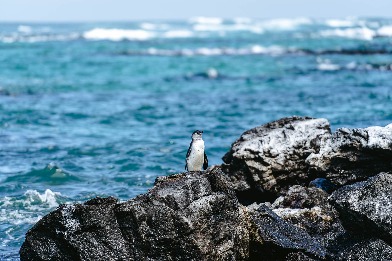 A Galápagos penguin