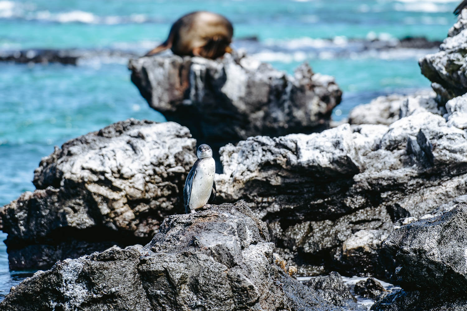 Sea Lion and a penguin in Los Tuneles Tour in Isabela