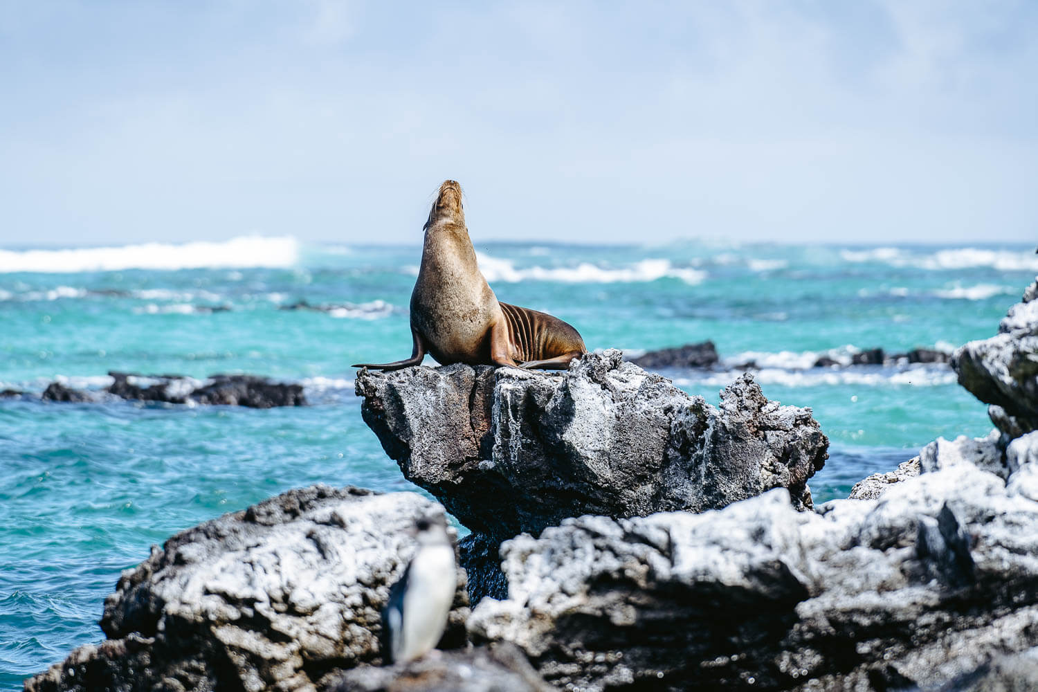 Sea Lion and a penguin in Los Tuneles Tour in Isabela, Galápagos