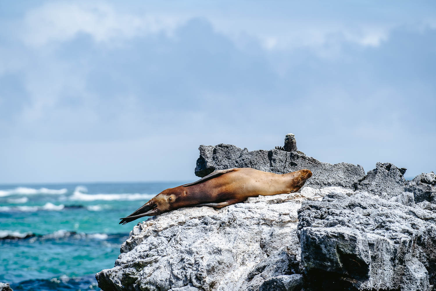 Sea Lion chilling in the Galápagos