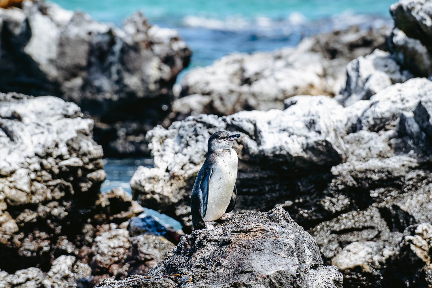 The first penguin we spot in Los Tuneles, Isabela, Galápagos