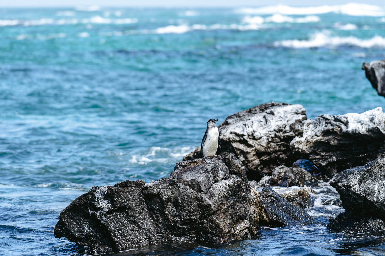 A Galápagos penguin