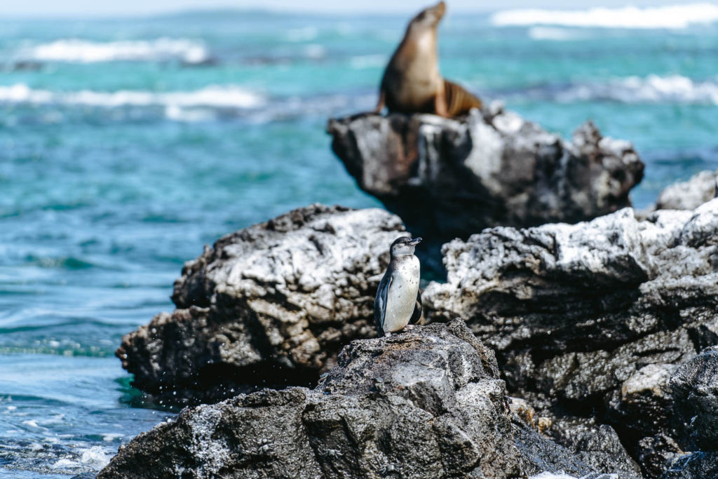 A penguin and a sea lion in Los Tuneles, Isabela, Galápagos