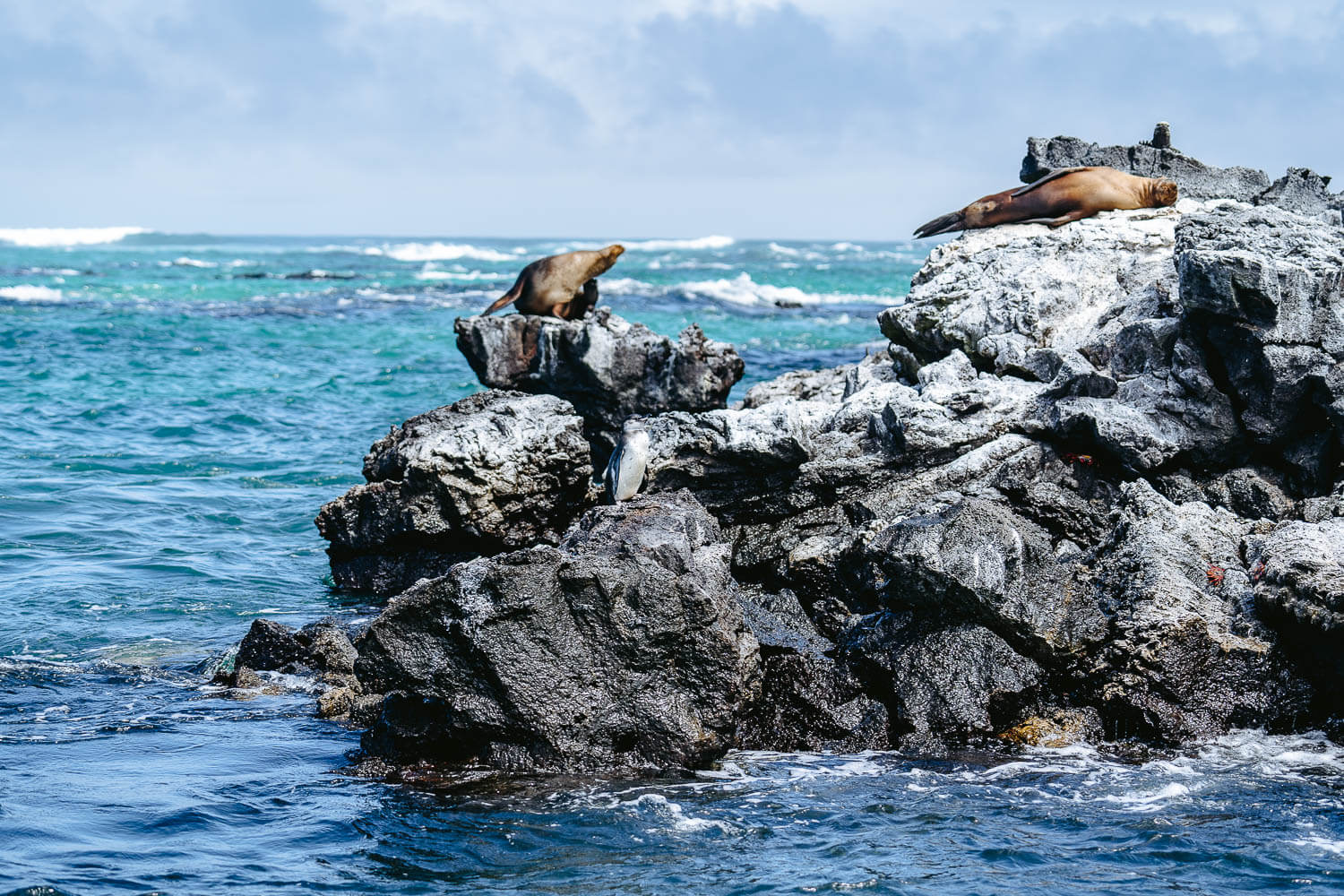 Sea lions and penguins on the Los Tuneles Tour in Isabela island