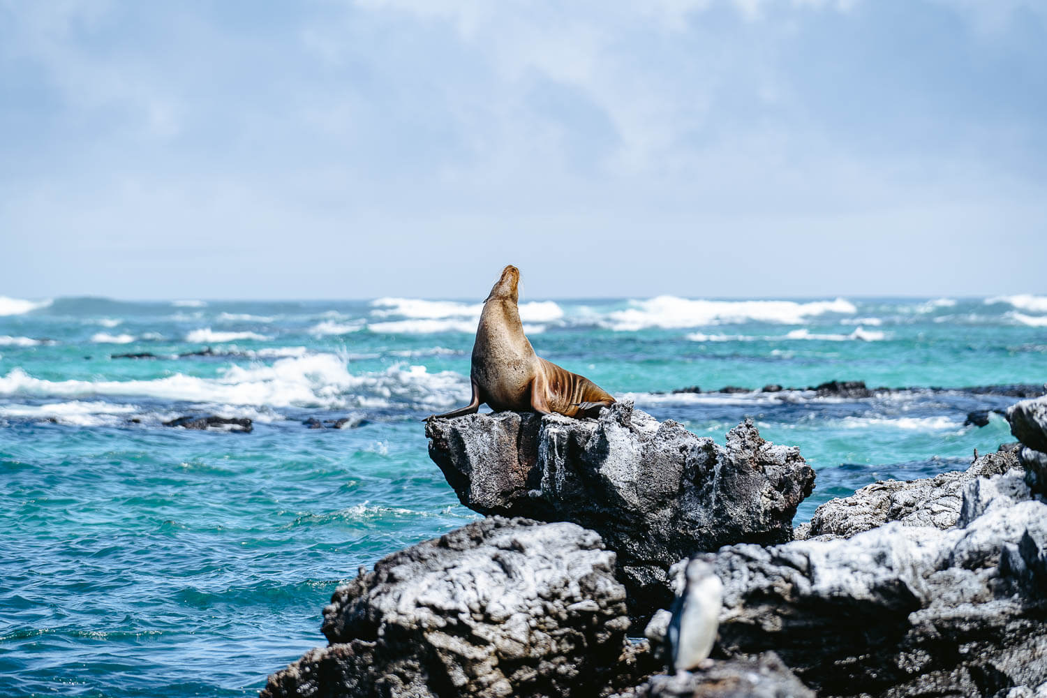 A sea lion chilling in Los Tuneles tour