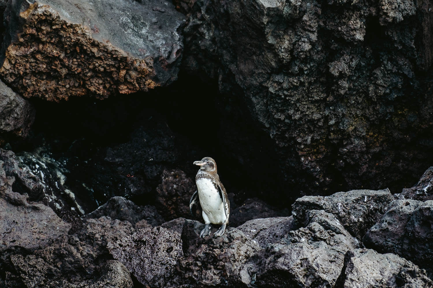 Spotting pinguins on the shores of Floreana island