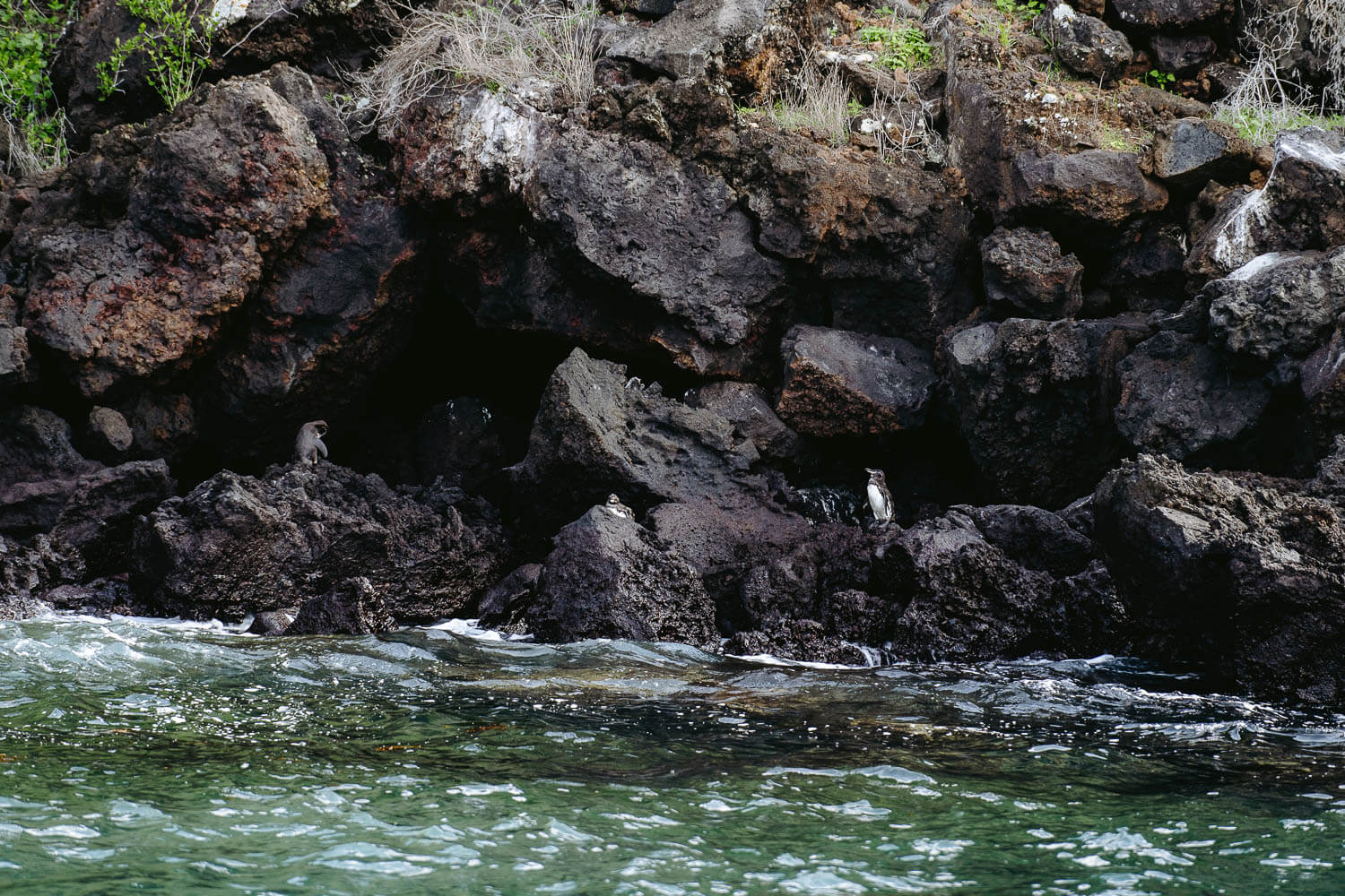 Spotting pinguins on the shores of the island