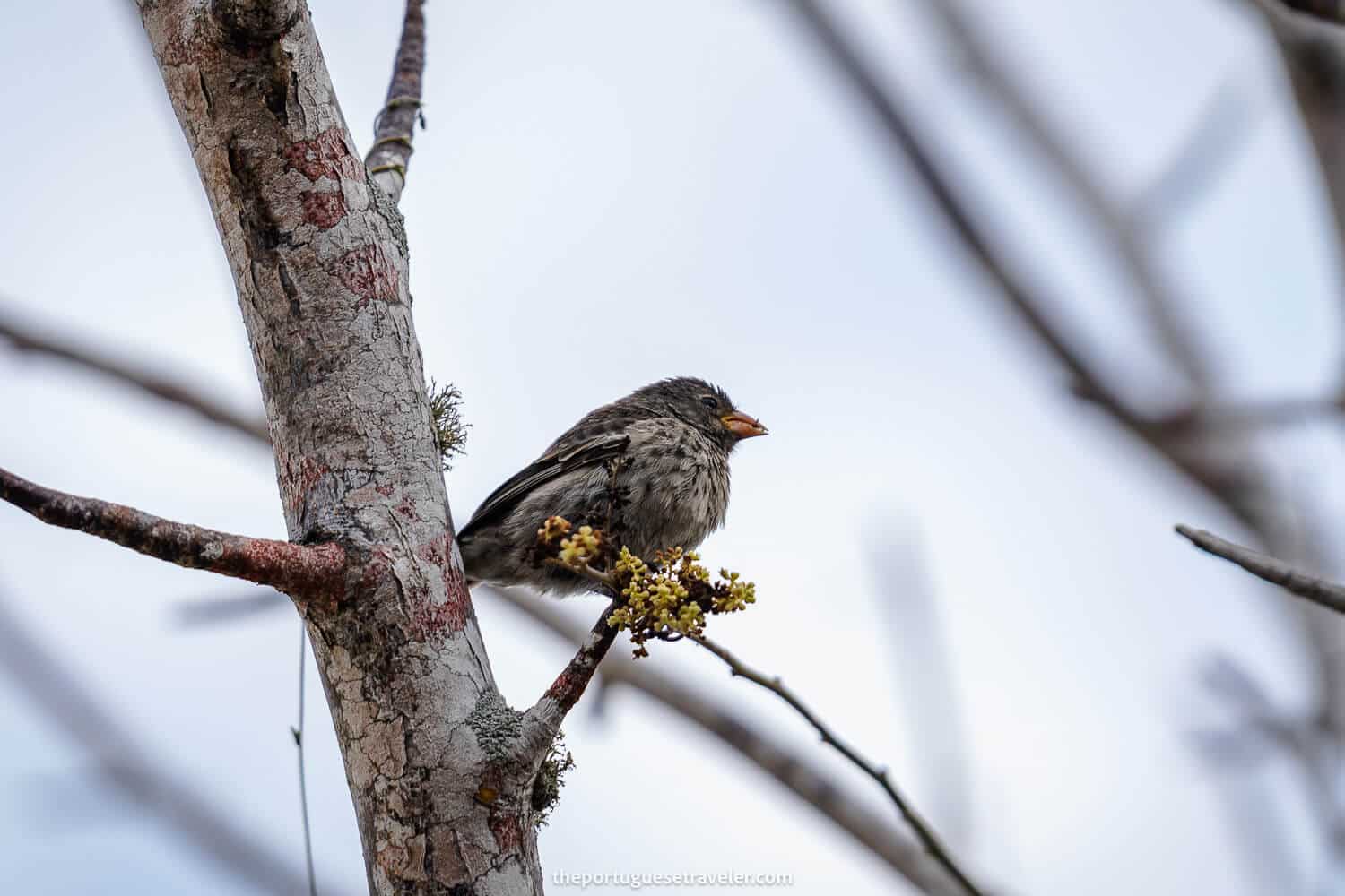 A finch at the interpretation centre in San Cristobal Island, Galapagos