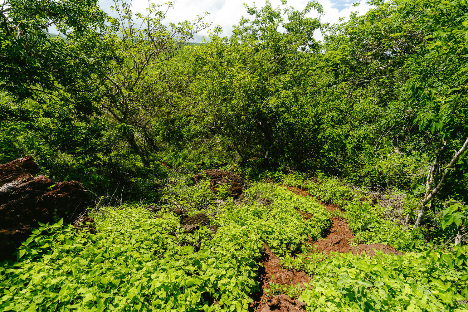 The muddy path right after Cerro Tijeretas
