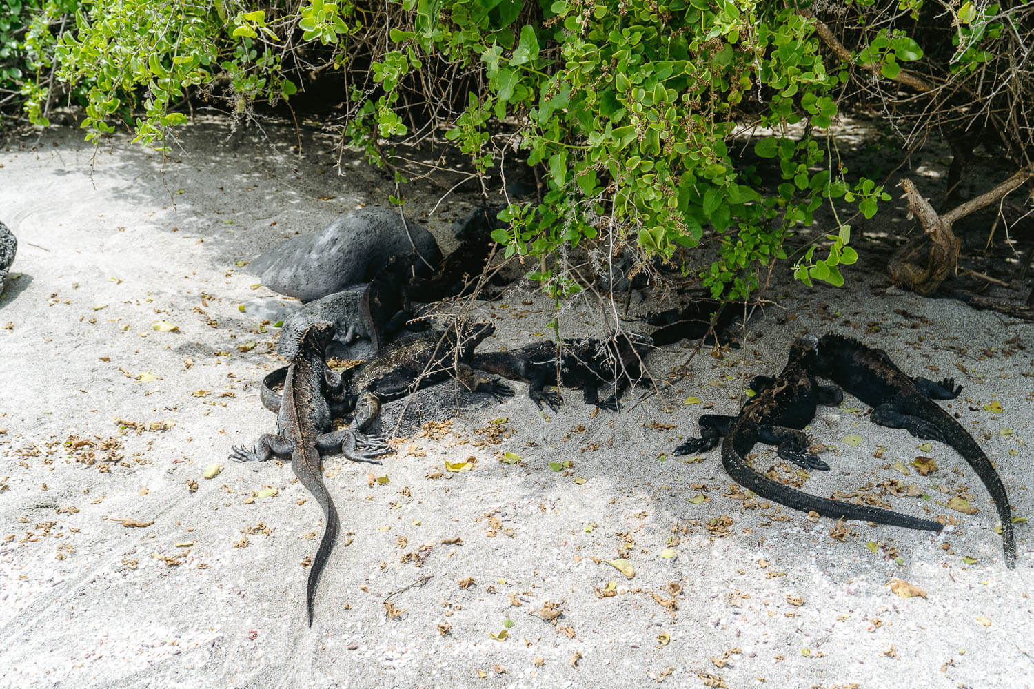 Marine iguanas in Playa Baquerizo beach in San Cristóbal