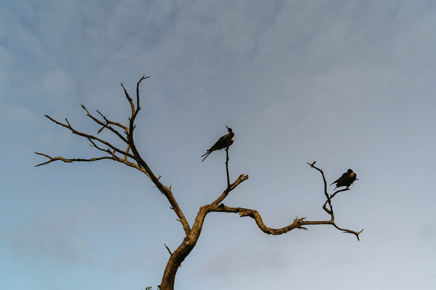 Frigate birds in Punta Carola beach