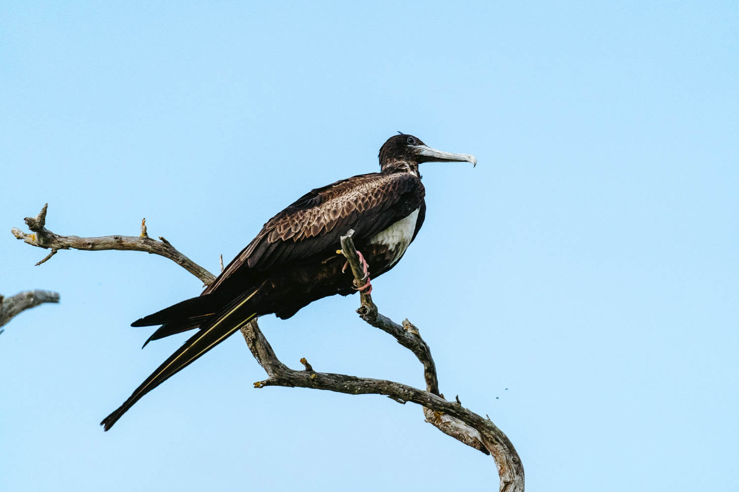 A Frigate bird chilling on a tree