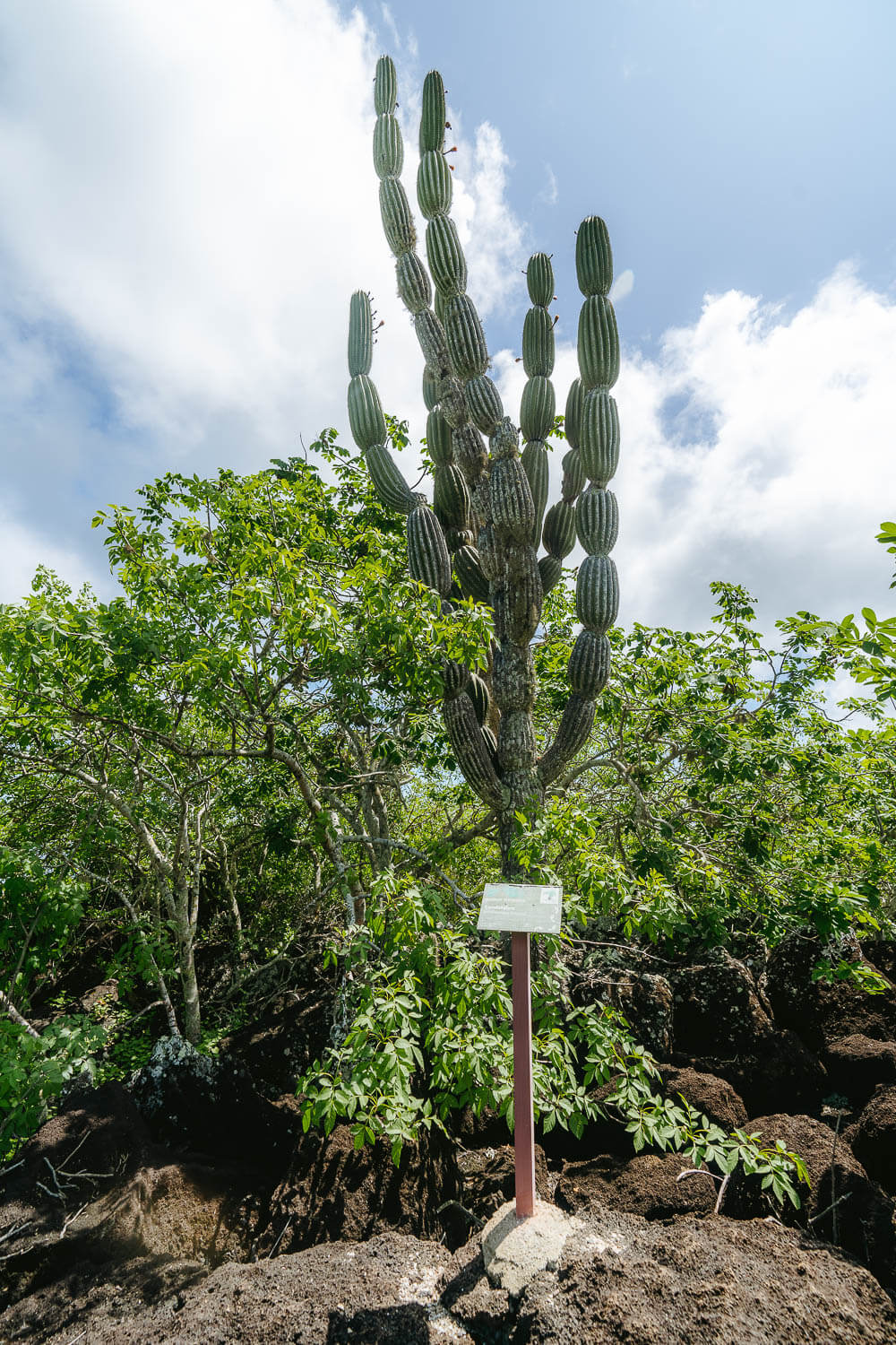 An Opuntia before Playa Tijeretas