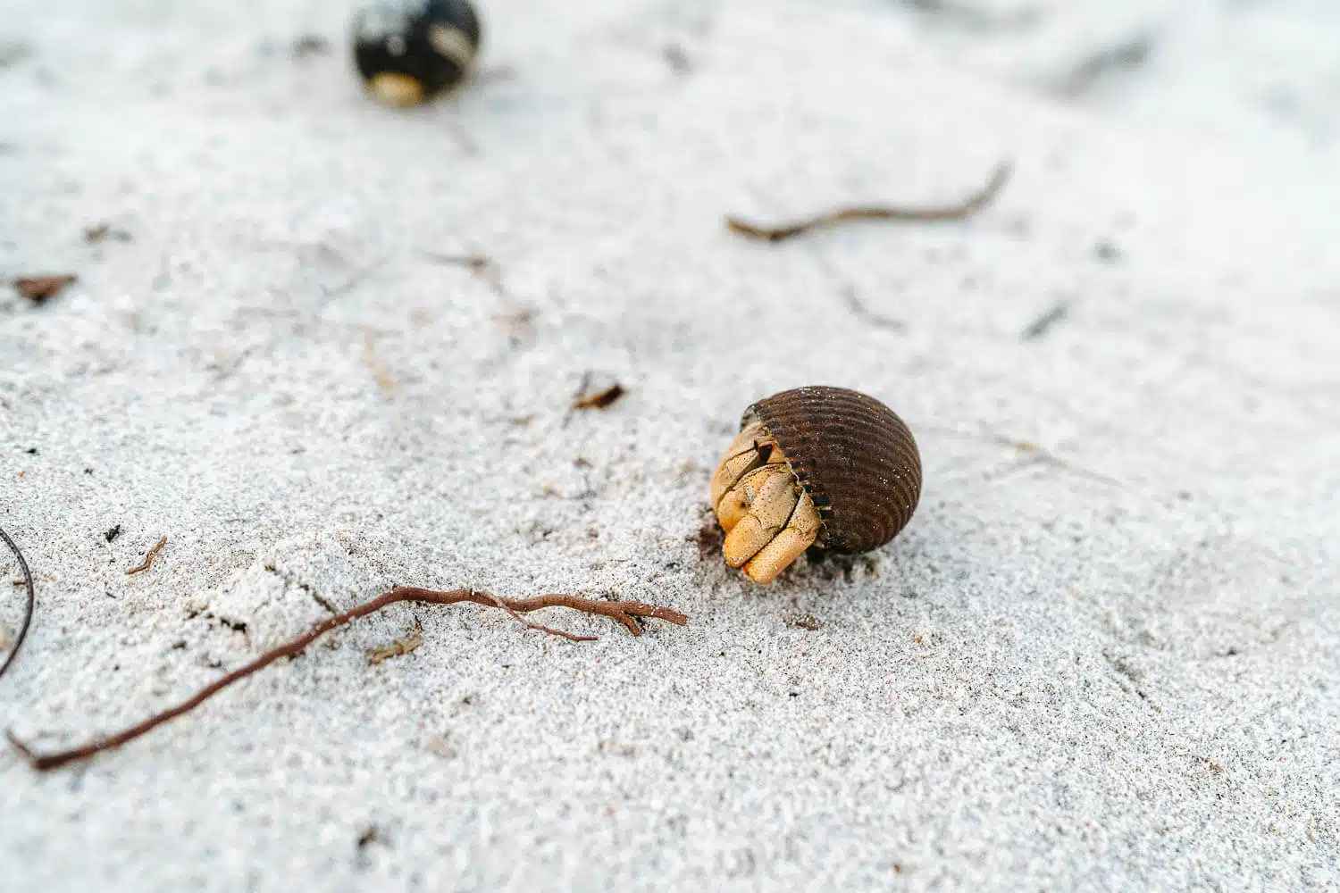 An hermit crab at Puerto Chino Beach