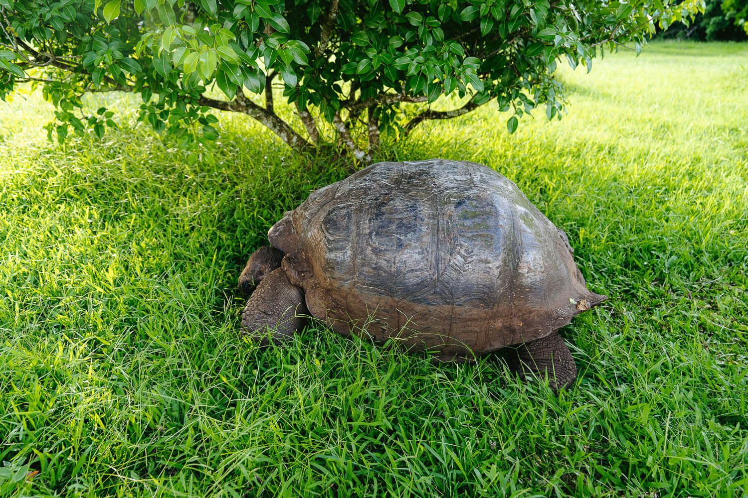 Hidden giant tortoise at Rancho Las Primícias