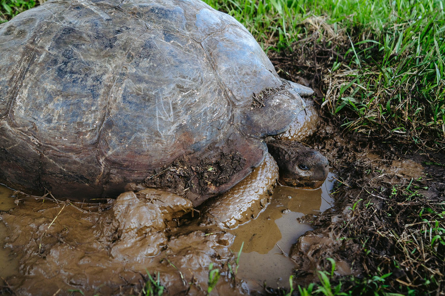Muddy tortoise at Las Primícias