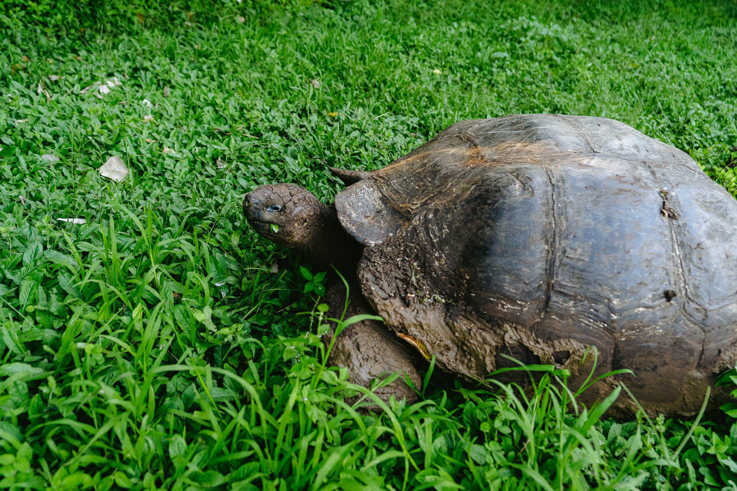 Giant Tortoise at Las Primícias Reserve