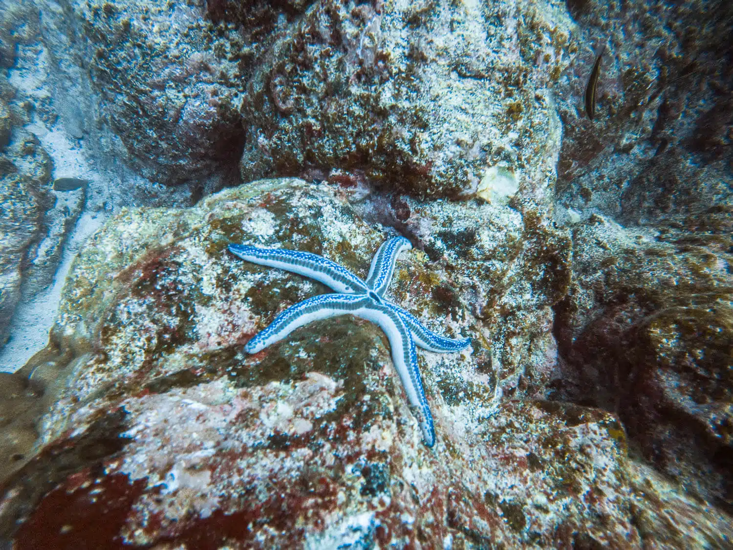 A starfish in North Seymour Dive Site