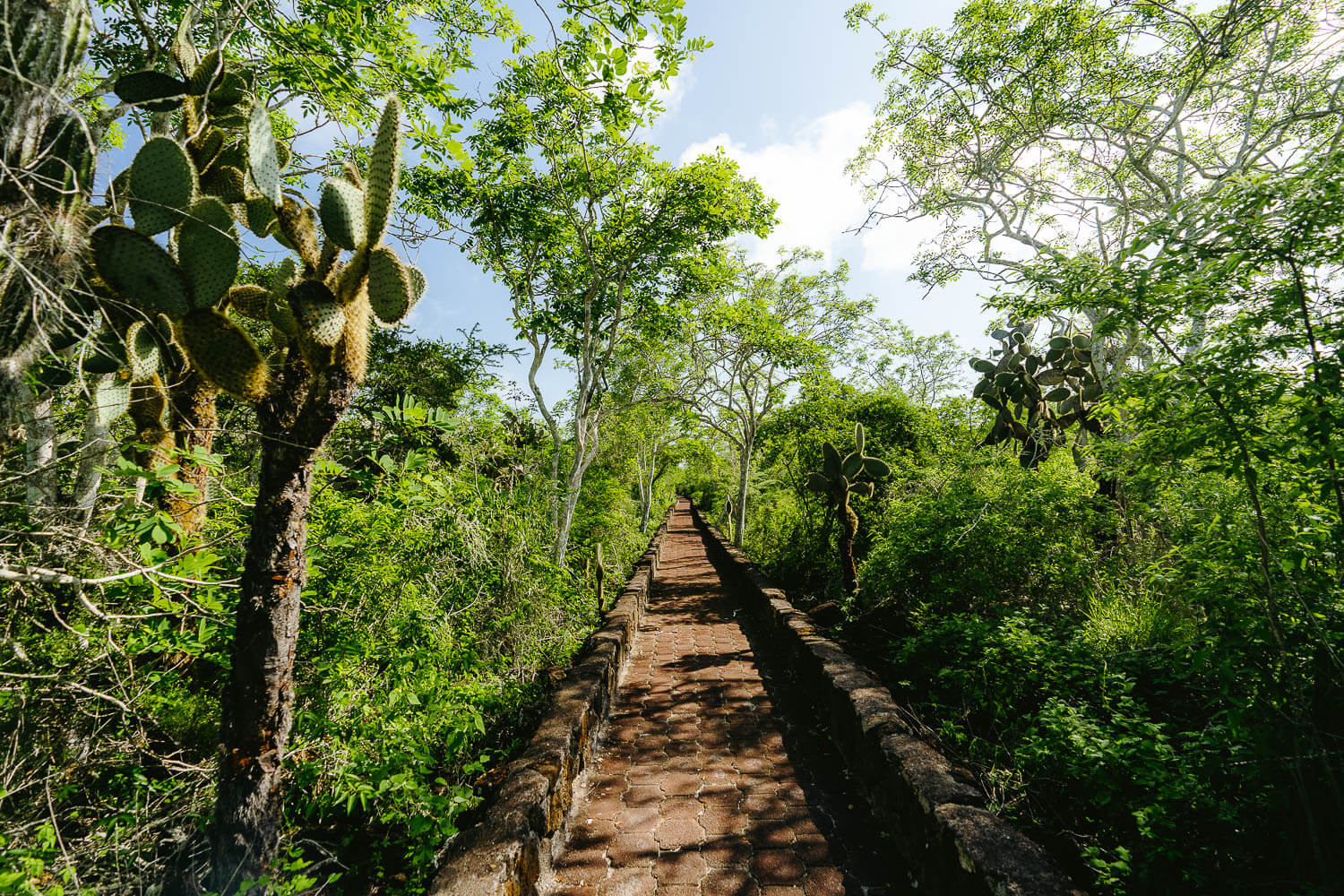 The paved path to Tortuga Bay