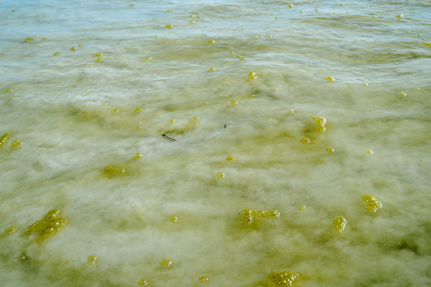 Black tip reef sharks at Playa Mansa in Santa Cruz