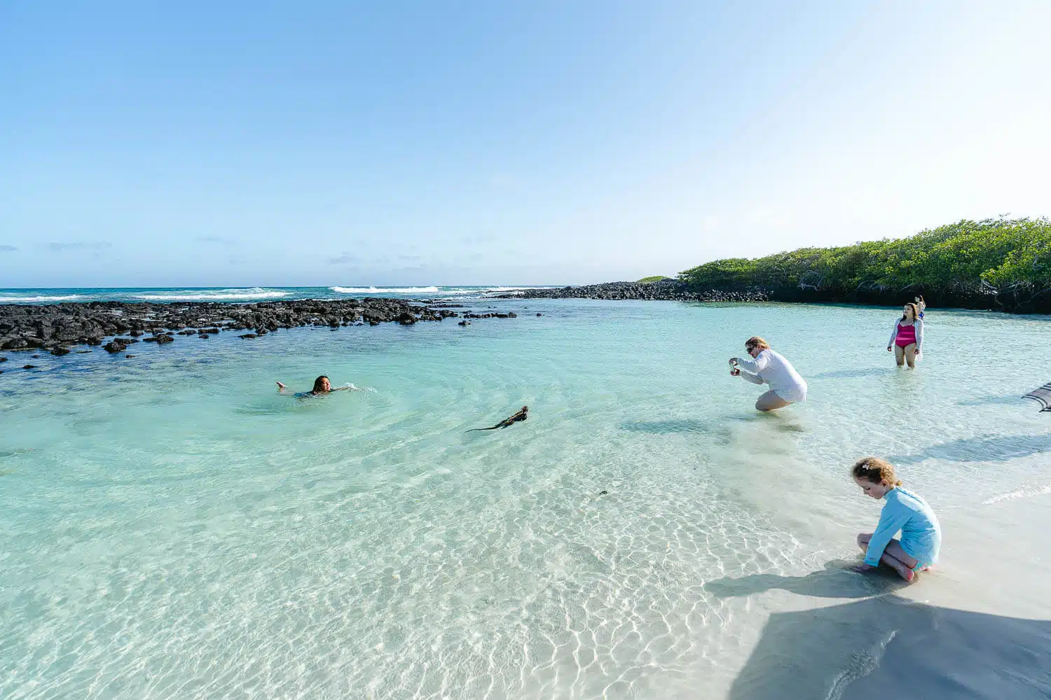 A marine iguana at Tortuga Bay beach, one of the highlights for snorkeling in Santa Cruz