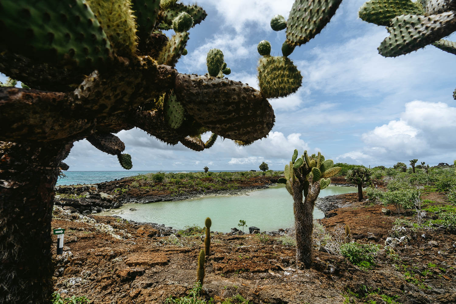 Opuntias cactus next to Bahia Rosa Blanca beach