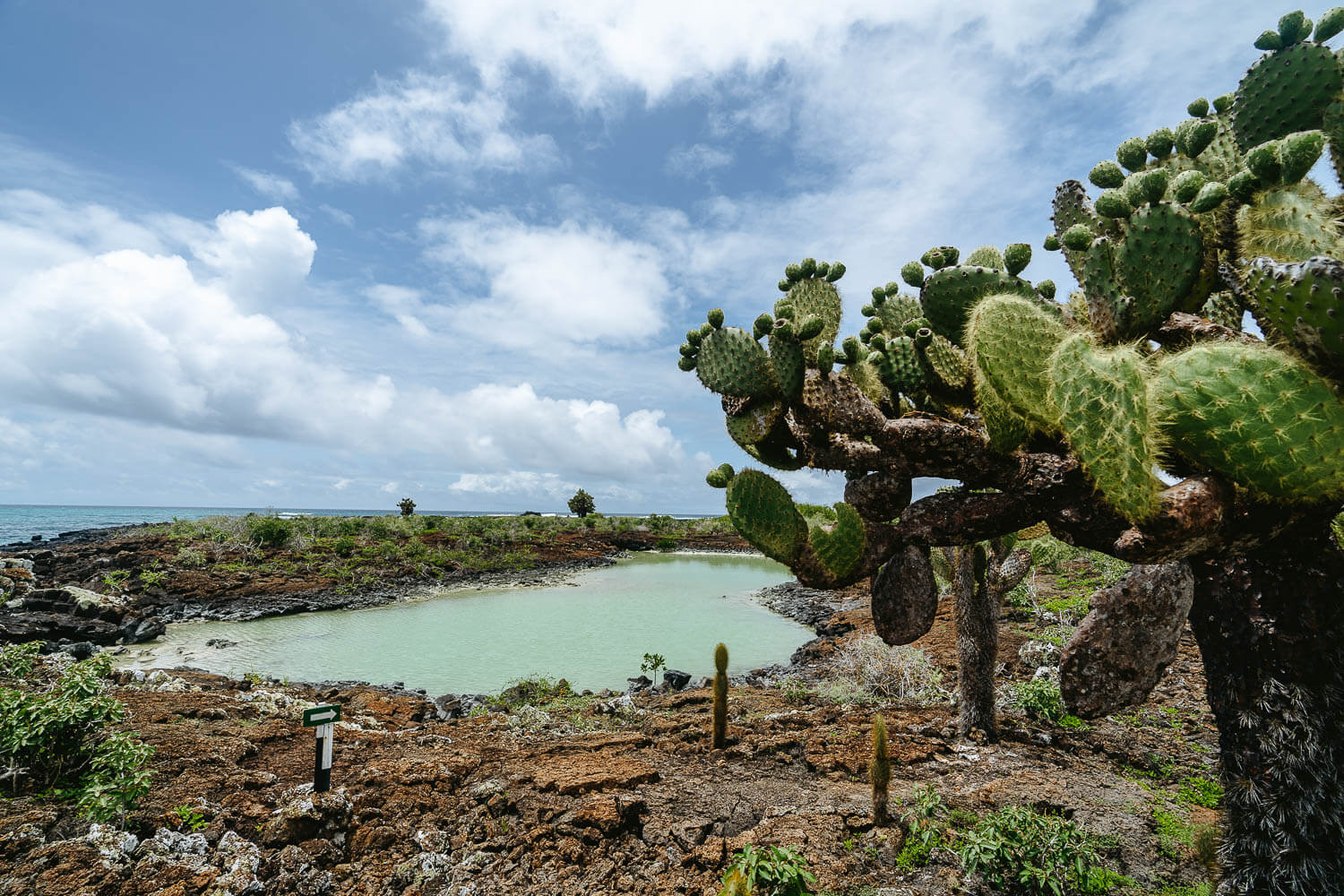 Opuntias cactus next to Bahia Rosa Blanca beach