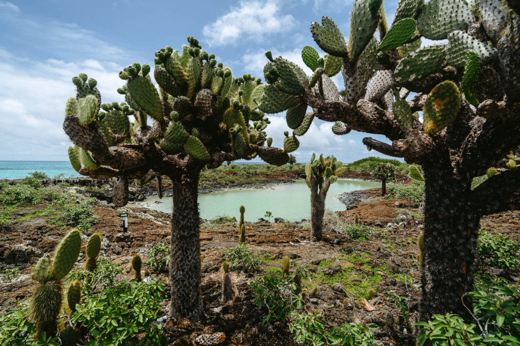 Opuntias cactus next to Bahia Rosa Blanca on the 360 Tour
