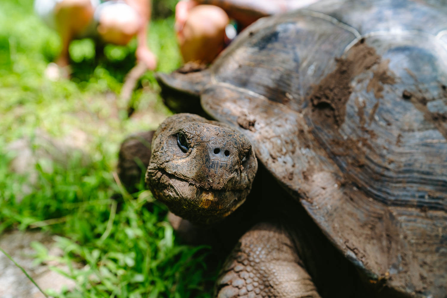 The giant tortoise in the visitor site