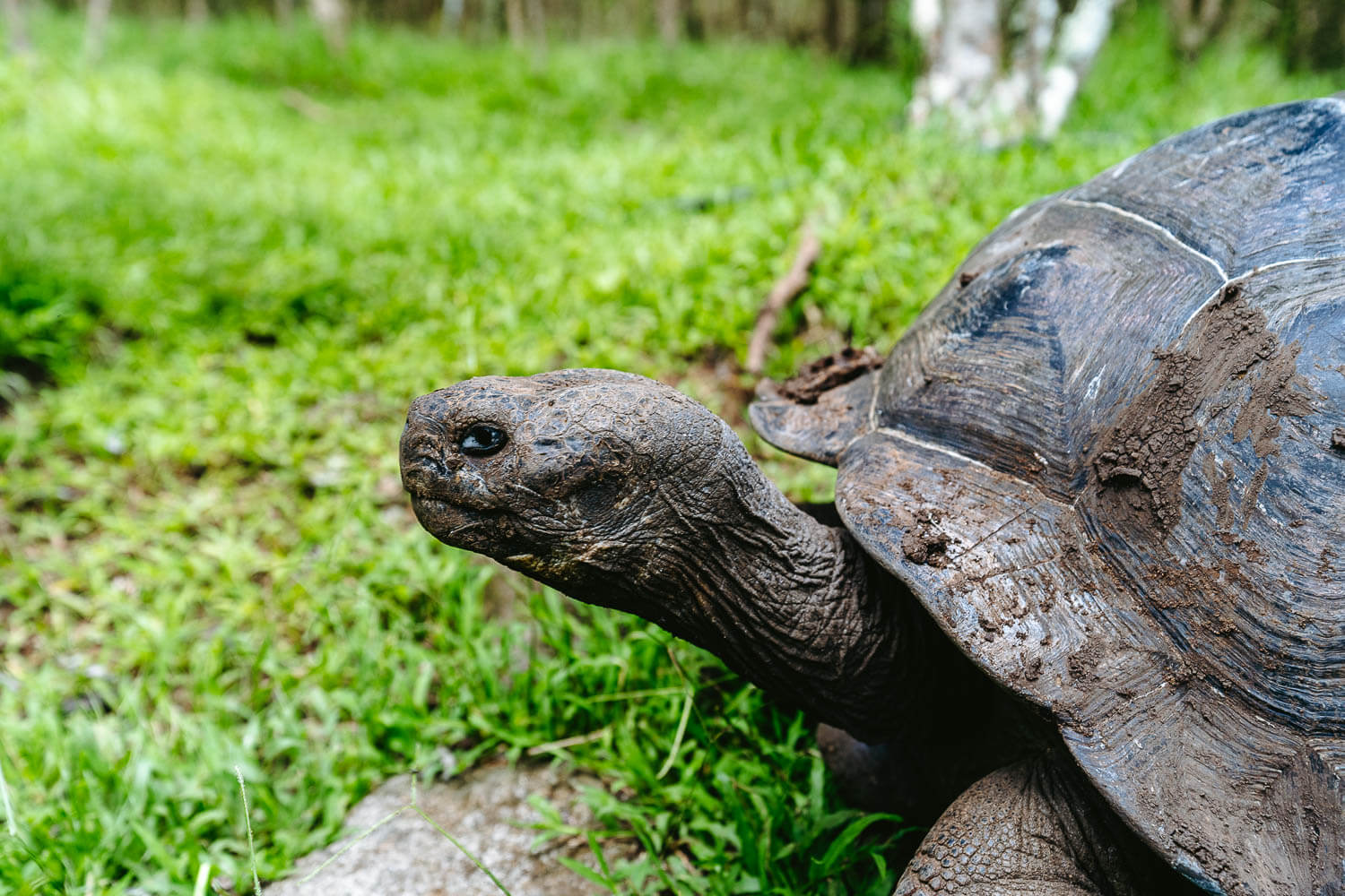 Tortoises at the visitor center