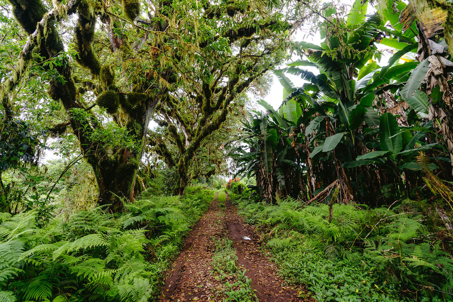 The road leading up to Ulises and Jhan's farm