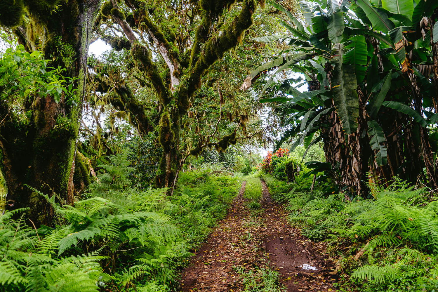 The crossroads that lead us to Trillizos Volcano farm