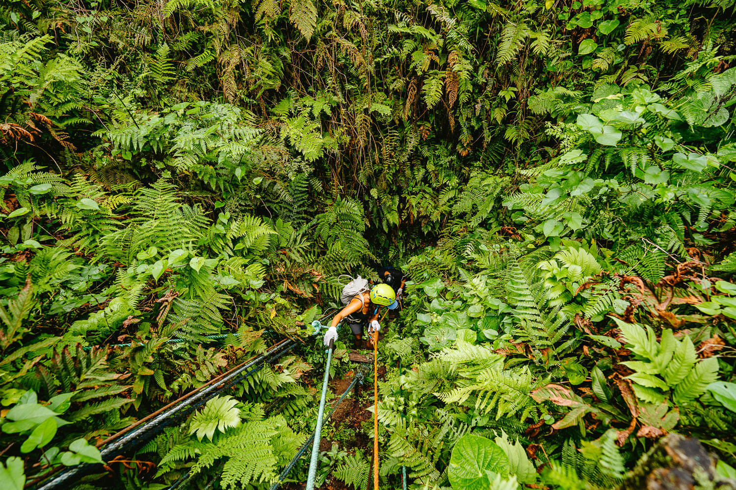 Disappearing in the vegetation